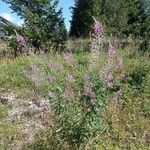 Epilobium angustifoliumFlor