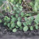 Alysicarpus ovalifolius Leaf