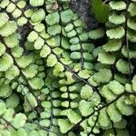 Asplenium trichomanes Φύλλο