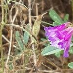 Vicia monantha Λουλούδι