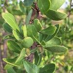 Gymnosporia buxifolia Leaf