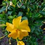 Mirabilis jalapa Flower