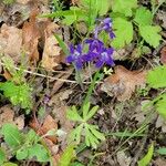 Delphinium tricorne Flor