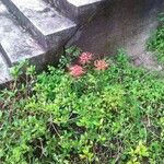 Lycoris radiata Fiore