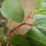 Acalypha californica Blad