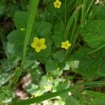 Lysimachia nemorumBlüte