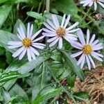 Aster amellusFiore