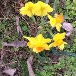 Narcissus jonquilla Virág