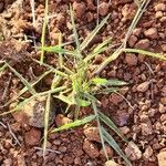 Eragrostis cilianensis Leaf