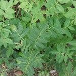 Cardamine macrophylla Leaf