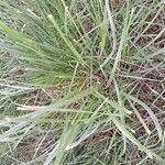Carex paniculata Ліст