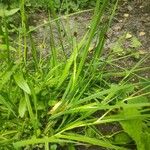 Juncus ensifolius 整株植物