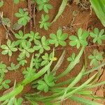 Mimosa debilis Plante entière