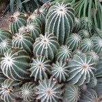 Parodia magnifica Ліст