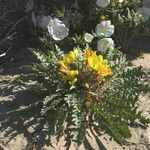 Oenothera primiveris Celota