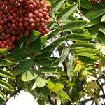 Sorbus americana Lapas