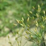 Fimbristylis aestivalis Fruit