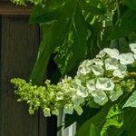 Hydrangea quercifoliaΛουλούδι