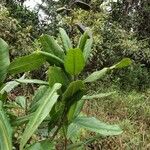 Vochysia guatemalensis Celota