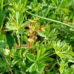 Alchemilla pentaphyllea Συνήθη χαρακτηριστικά