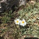 Helianthemum violaceum Flower