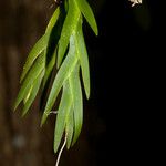 Oberonia equitans Leaf