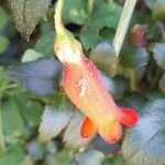 Mitraria coccinea Λουλούδι