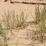 Corispermum gallicum Habit