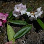 Rhododendron dignabile Λουλούδι