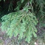 Picea abies List