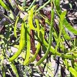 Senna crassiramea Fruto