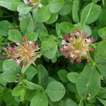 Trifolium spumosum Flors