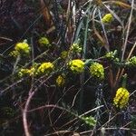 Thymelaea coridifolia Flors