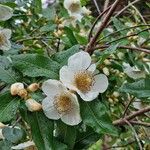 Eucryphia cordifolia Fiore