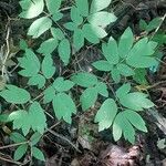 Caulophyllum thalictroides Leaf