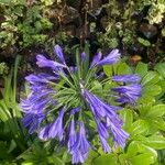 Agapanthus africanusFlower