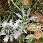 Eryngium giganteum Blüte