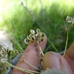 Oxypolis occidentalis Habitus