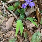 Iris cristata Leaf