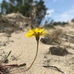 Leontodon saxatilisFlower