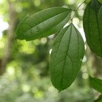 Celtis prantlii Hoja