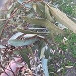 Corymbia citriodora Blad