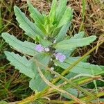 Ajuga integrifolia List