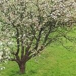 Malus domestica Flower