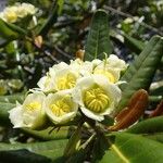 Xanthostemon multiflorus Flower