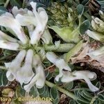 Astragalus depressus 花
