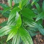 Ixanthus viscosus Hoja