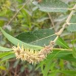 Salix × reichardtii Flower