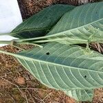 Psychotria darwiniana Leaf