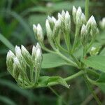 Chromolaena odorataFlower